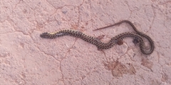 Lygophis anomalus
