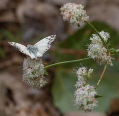 Heliopetes ericetorum
