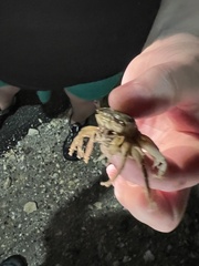 Minuca longisignalis