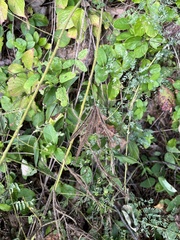 Mimosa microphylla