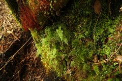 Trichomanes strictum