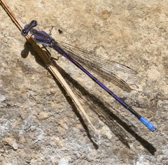 Argia hinei