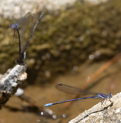 Argia hinei