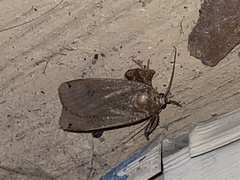 Abagrotis alternata