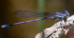 Argia hinei