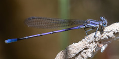Argia hinei