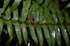 Desmognathus orestes