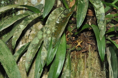 Maxillaria