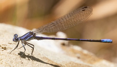 Argia hinei