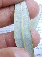 Salix pellita