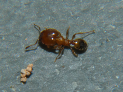 Pheidole bicarinata