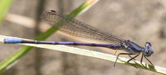Argia hinei