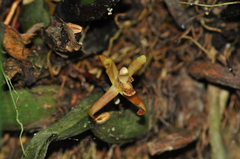 Maxillaria