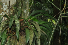 Maxillaria
