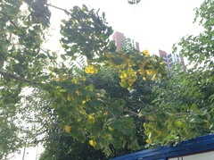Ginkgo biloba