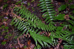 Desmognathus orestes