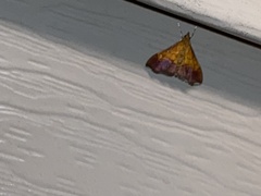 Pyrausta bicoloralis