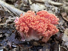 Ramaria