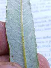 Salix pellita