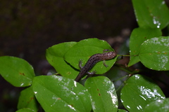 Desmognathus orestes