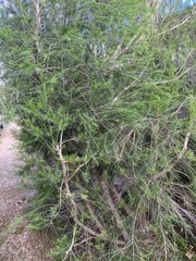 Melaleuca ericifolia