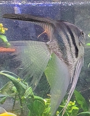 Pterophyllum scalare