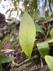 Microsorum pustulatum pustulatum