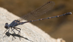 Argia lugens
