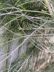 Melaleuca ericifolia