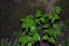 Desmognathus orestes