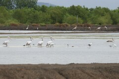 Pelecanus philippensis