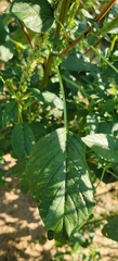 Amaranthus spinosus