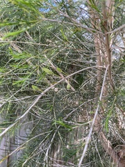 Melaleuca ericifolia