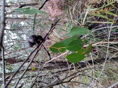 Eucalyptus obliqua