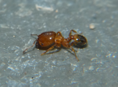 Pheidole bicarinata