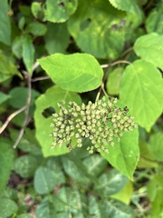 Hydrangea arborescens
