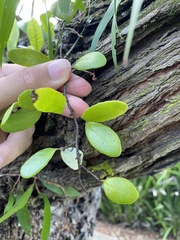 Pyrrosia eleagnifolia
