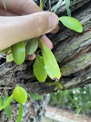 Pyrrosia eleagnifolia