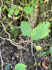 Hamamelis virginiana