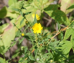 Heterotheca subaxillaris