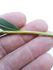 Salix pellita