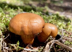 Cortinarius semisanguineus