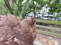 Dysdercus decussatus