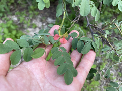 Indigofera fruticosa