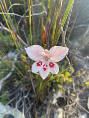Gladiolus debilis