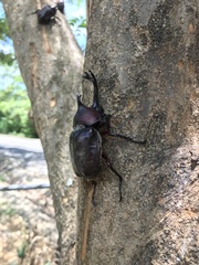 Trypoxylus dichotomus tsunobosonis