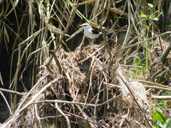 Fluvicola nengeta