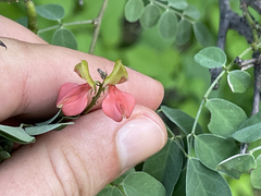 Indigofera fruticosa