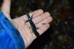 Plethodon cylindraceus