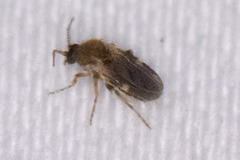 Forcipomyia bipunctata